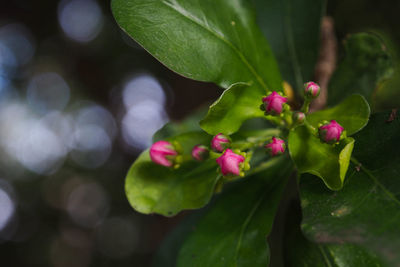 Close-up of pink flowering plant