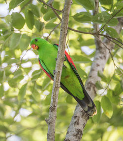 Low angle view of parrot perching on tree