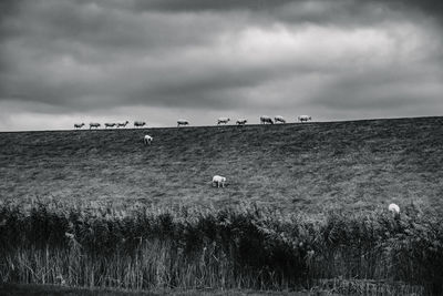 View of birds on field against sky