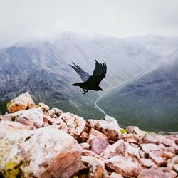 Black bird flying over mountains