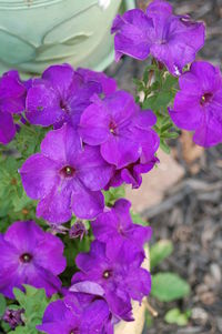 Close-up of purple flowers