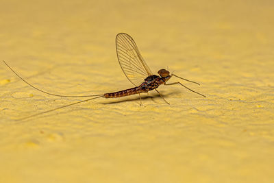 Close-up of insect