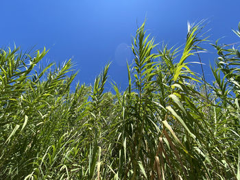 Low angle view of bamboo plants against sky