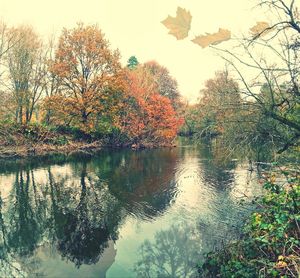 Reflection of trees in lake