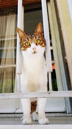 Portrait of cat on window sill