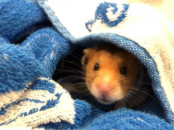 Close-up portrait of a hamster 
