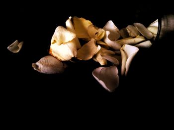 Close-up of flowers over black background