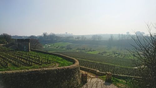 Scenic view of vineyard against clear sky