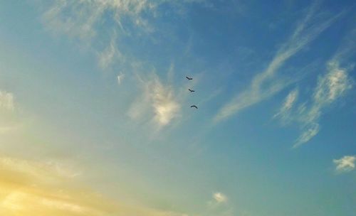 Low angle view of silhouette birds flying in sky