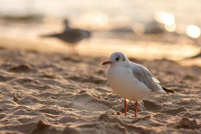 Close-up of seagull on beach