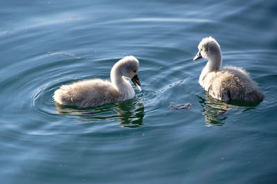 Swans swimming in lake