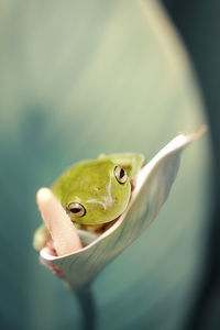 Close-up of green lizard