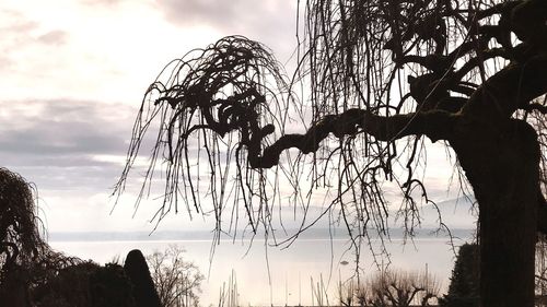 Low angle view of silhouette tree against sky