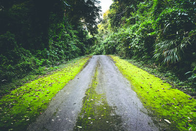 Road amidst trees in forest