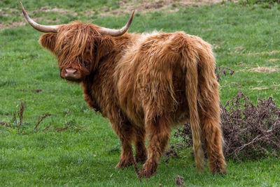 Cow standing on field