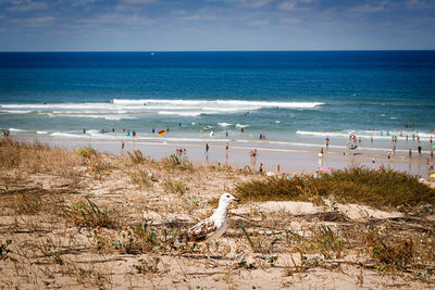Seagulls on beach against sky