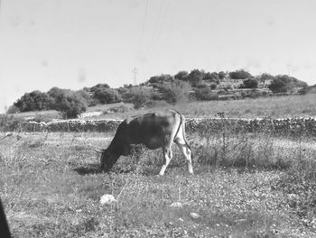 Dog on field against sky