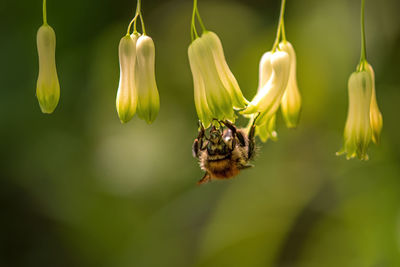 Close-up of flowering plant hanging outdoors