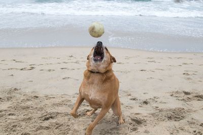 Dog on beach