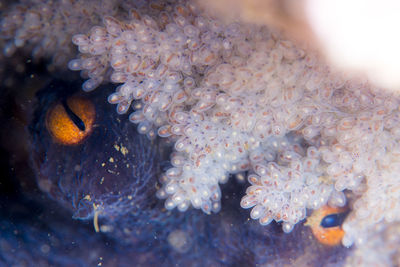 Close-up of fish underwater