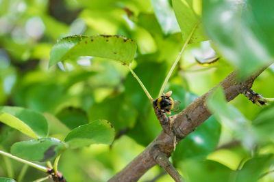 Close-up of insect on plant