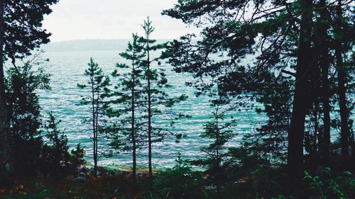 Scenic view of forest against sky