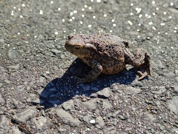 Close-up of frog on rock