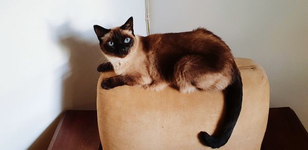 Portrait of cat sitting on wall at home