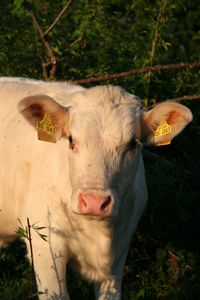 Portrait of cow on grassy field