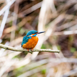 Close-up of bird perching on branch