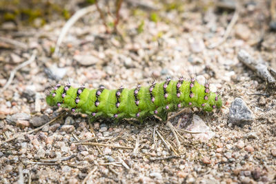 Close-up of insect on land