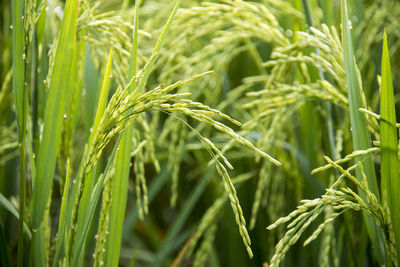 Close-up of wheat growing on field