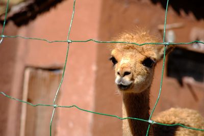 Vicuña, the rarest among the llama family