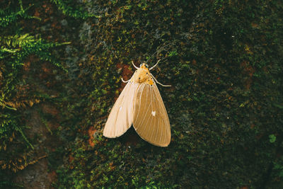 Close-up of butterfly on leaf