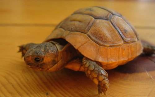 Close-up of turtle on table