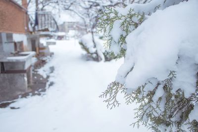 Close-up of snow covered tree