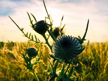 Close-up of flowering plant on field