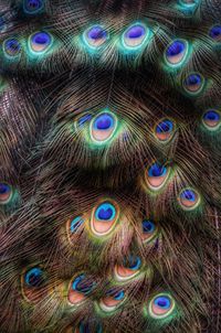 Full frame shot of peacock