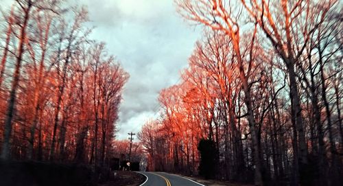 Empty road along trees