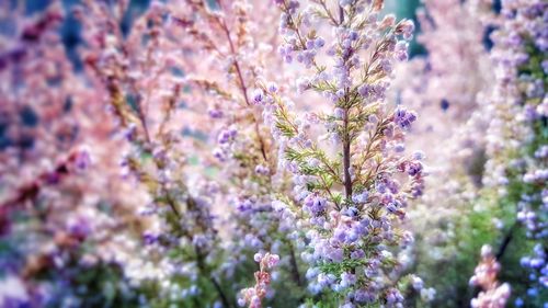 Close-up of lavender blooming outdoors
