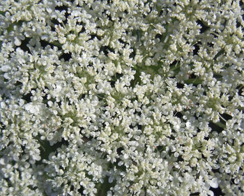 Full frame shot of white flowering plants