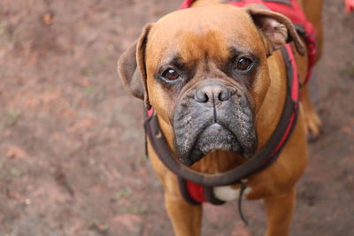 Portrait of dog standing outdoors