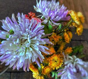 Close-up of purple flowers blooming outdoors