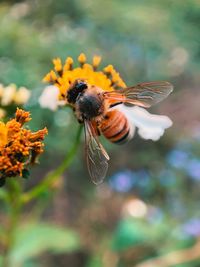 Close-up of bee pollinating on flower