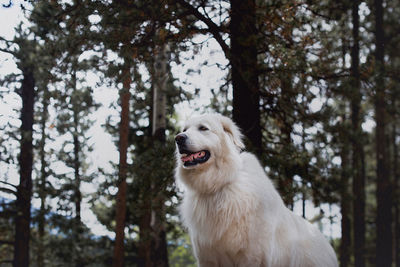 Dog looking away in forest