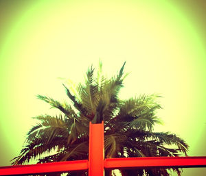 palm tree