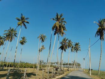 Road by palm trees against clear blue sky