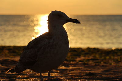 Seagull on beach during sunset