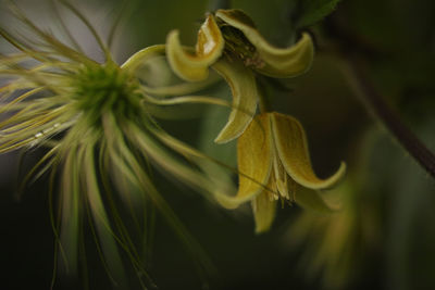 Close-up of yellow flower