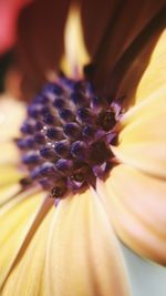 Close-up of fresh yellow flower blooming outdoors